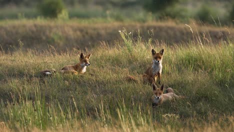 wide shot showing group of young red foxes resting in park at sunset