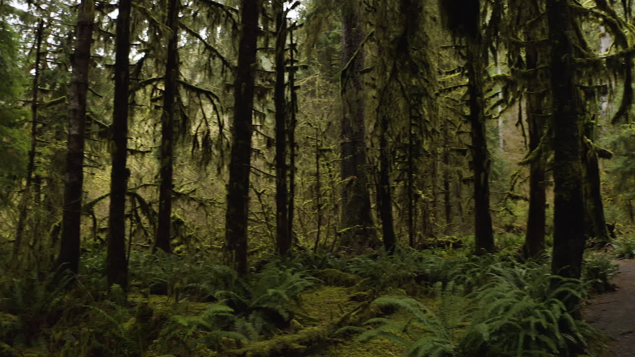 la encantadora naturaleza forestal en el sendero hall of mosses en el parque nacional olímpico, estado de washington, estados unidos