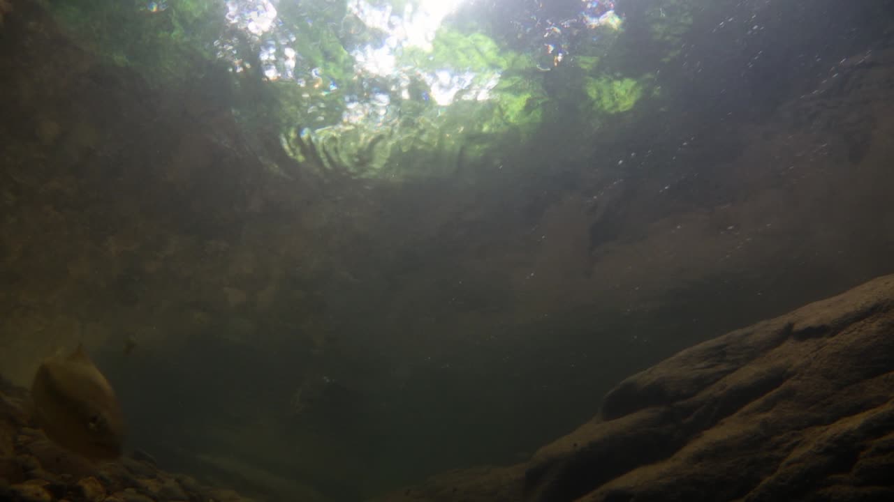 el parque nacional kaeng krachan es el hogar de muchos animales salvajes fantásticos y los arroyos son una fuente de vida de agua dulce para que los animales beban y los peces naden.