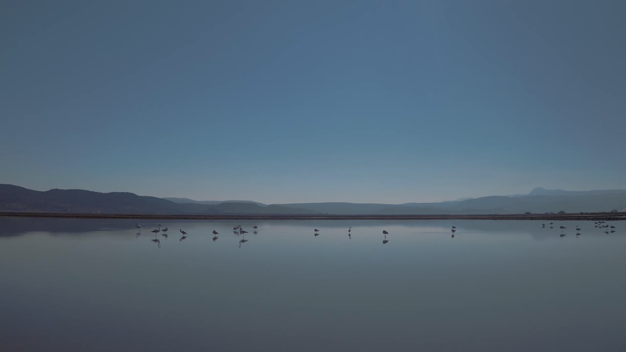 잔잔한 바다에서 쉬고 있는 플라밍고 무리의 공중