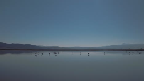aerial over group of flamingos resting in calm waters