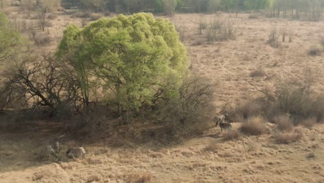 Antena-De-Drones,-Manada-De-Cebras-Parada-A-La-Sombra-De-Los-árboles-En-La-Naturaleza-En-Una-Mañana-De-Invierno