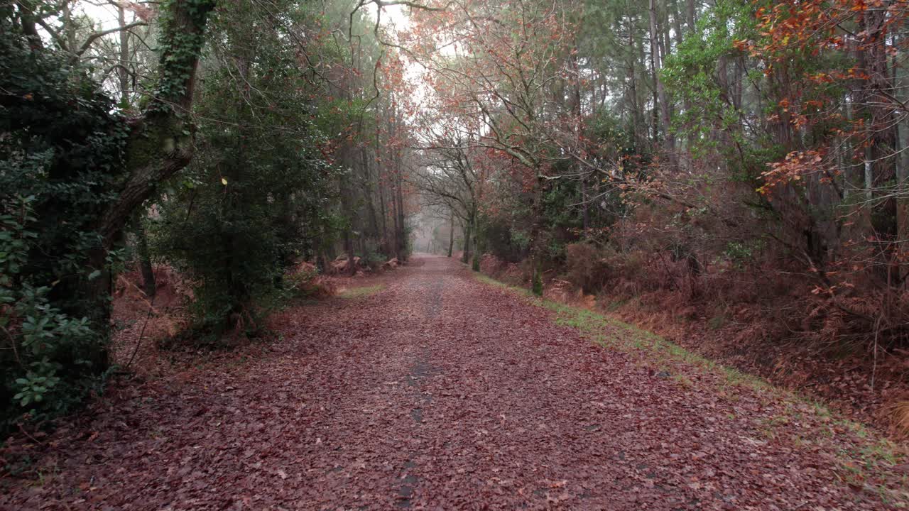 외로운 숲의 pov, 숲 속의 나무 사이의 오솔길을 걷는