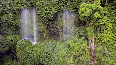 Nos-Perdimos-En-La-Jungla,-Bosque-Primitivo