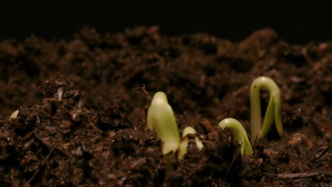 time lapse - sunflowers sprouting in soil, studio, black background, zoom out