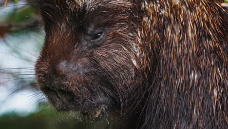 Extreme-Close-up-Of-North-American-Porcupine-In-Yukon-Territory,-Canada