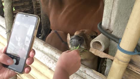 woman feeding a small cow baby while filming it with her smartphone