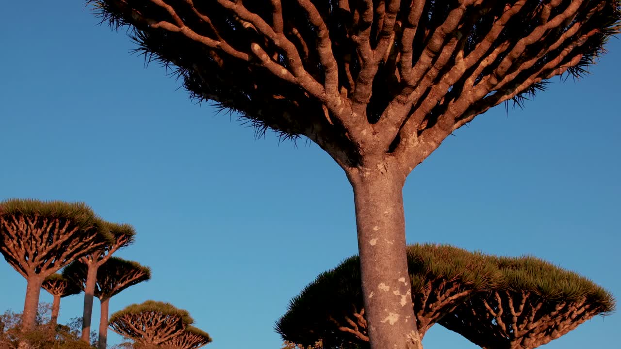 árboles de sangre de dragón en el bosque de firhmin de la isla de socotra, yemen - inclinado hacia arriba