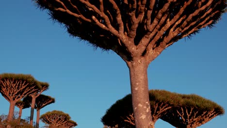 dragon blood trees in firhmin forest of socotra island, yemen - tilt up