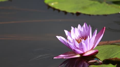 single beautiful purple flower in a pond in the rain with lily pads around