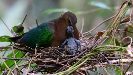 The-Common-Emerald-Dove-is-common-to-Asian-countries-and-it's-famous-for-its-beautiful-emerald-coloured-feathers