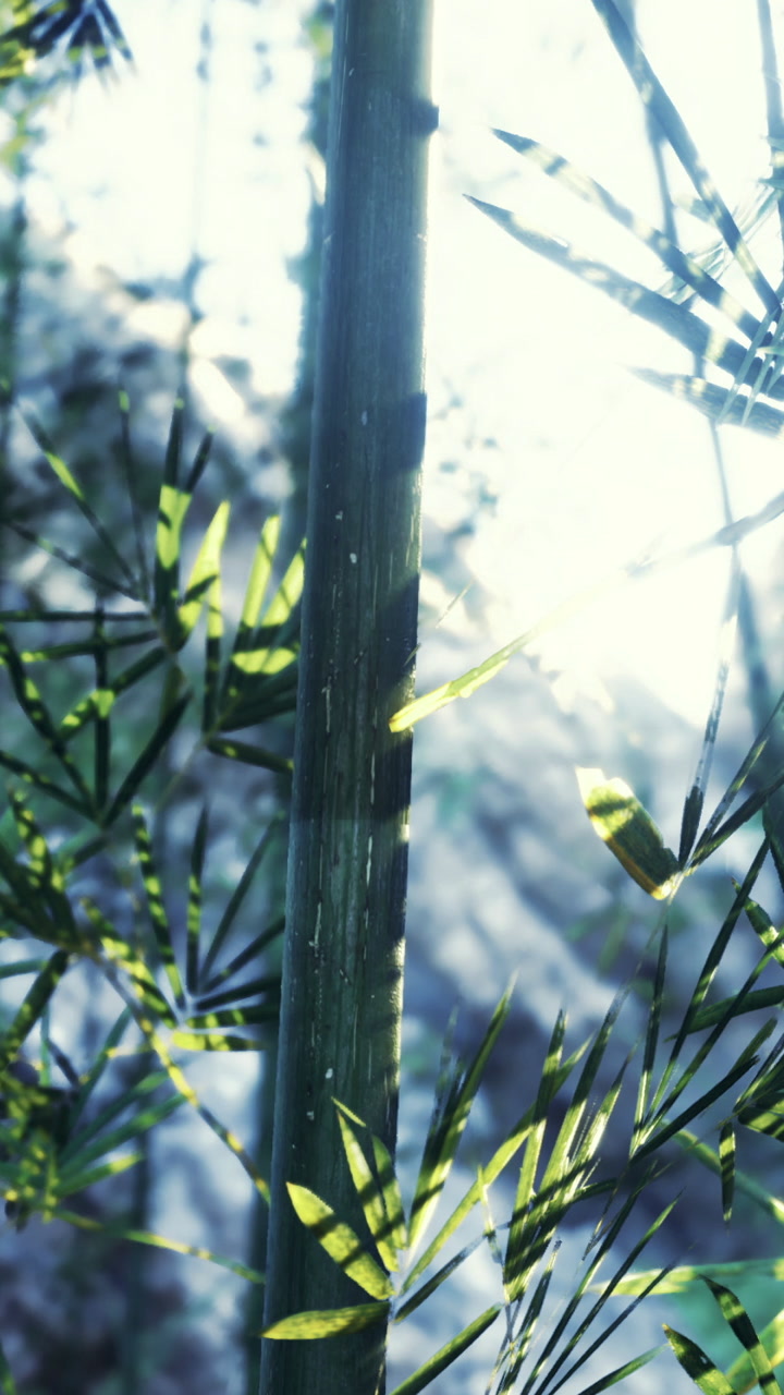 Sunlight shines through bamboo leaves in a forest setting