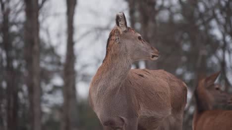 Ein-Weibliches-Rothirsch,-Das-Im-Waldnaturhintergrund-Schaut