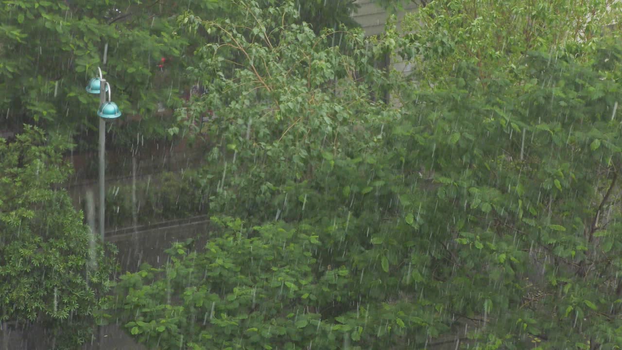 una luz de la calle y otras plantas en la lluvia