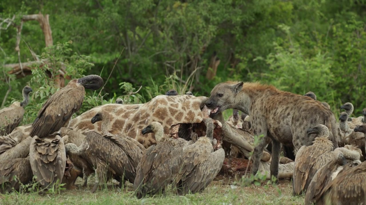 A spotted hyena feeding on a giraffe carcass while surrounded by white-backed vultures, Kruger National Park