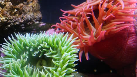 underwater closeup of anenome