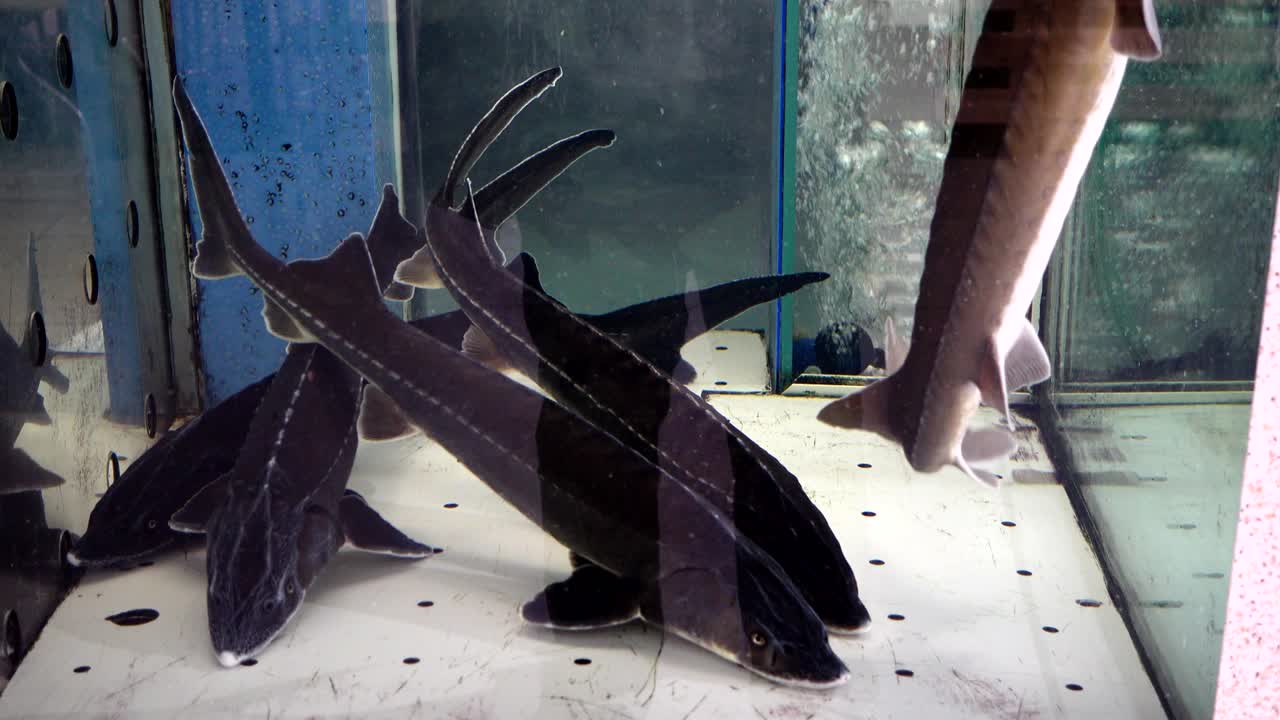 Sturgeon in a supermarket.