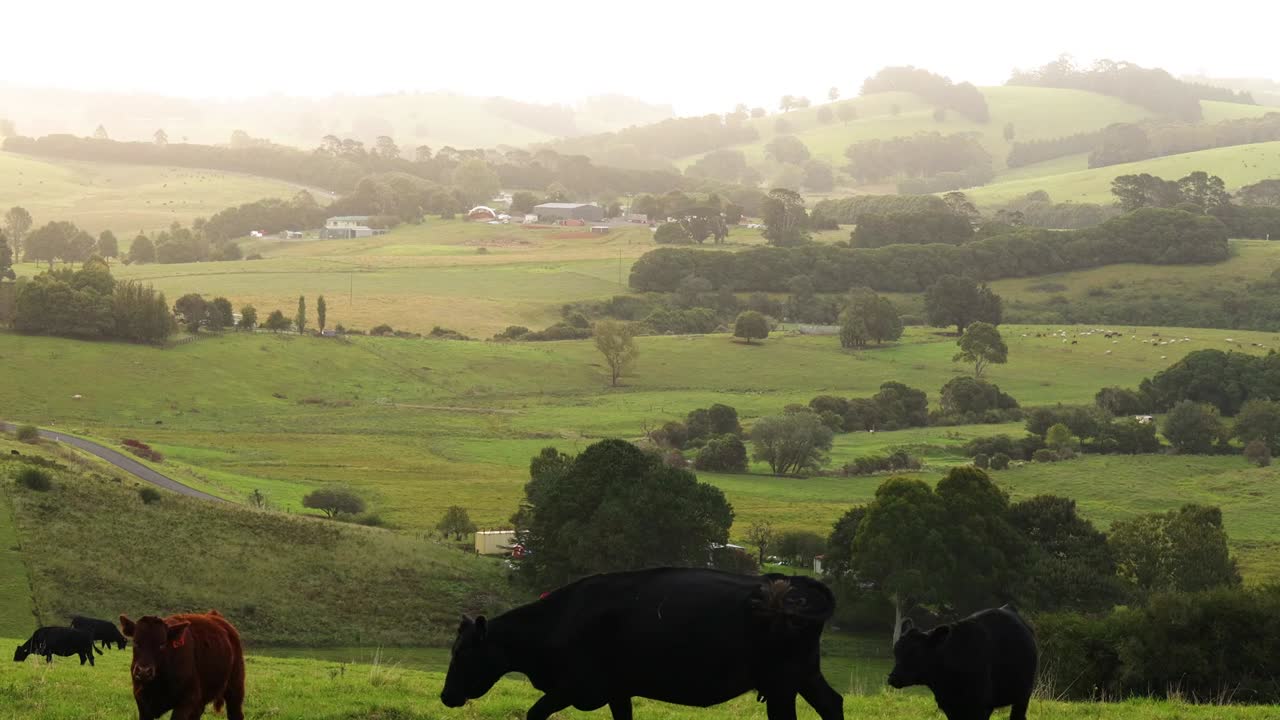 Cows peacefully grazing on a verdant hillside with expansive views of rolling green fields.