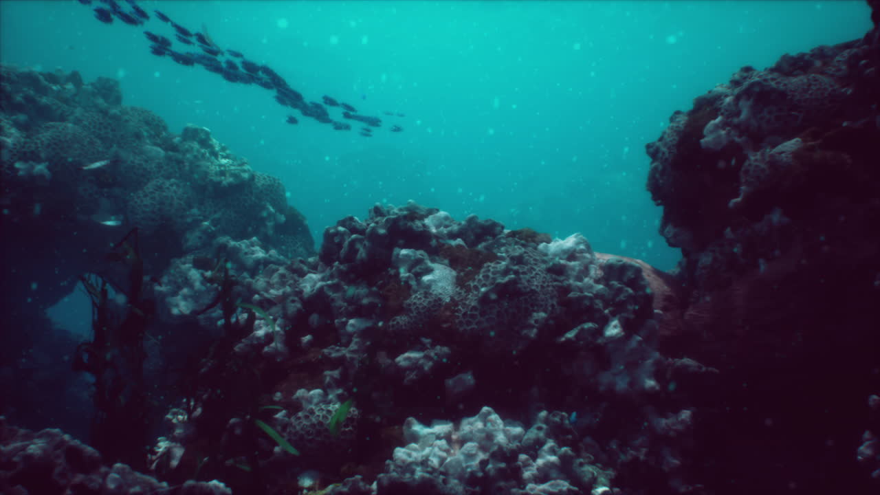 arrecife de coral submarino de mar o océano