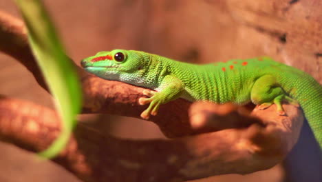 reptile in zoo terrarium. phelsuma gecko lizard. closeup of madagascar lizard