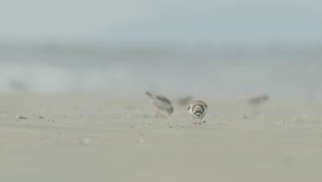 Close-up-of-Semipalmated-plover-walking-on-beach-sand,-looking-for-food