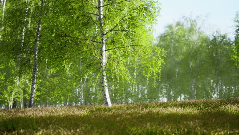 sunrise or sunset in a spring birch forest with rays of sun shining