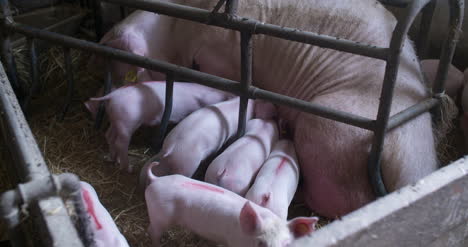 pigs on livestock farm pig farming young piglets at stable 45