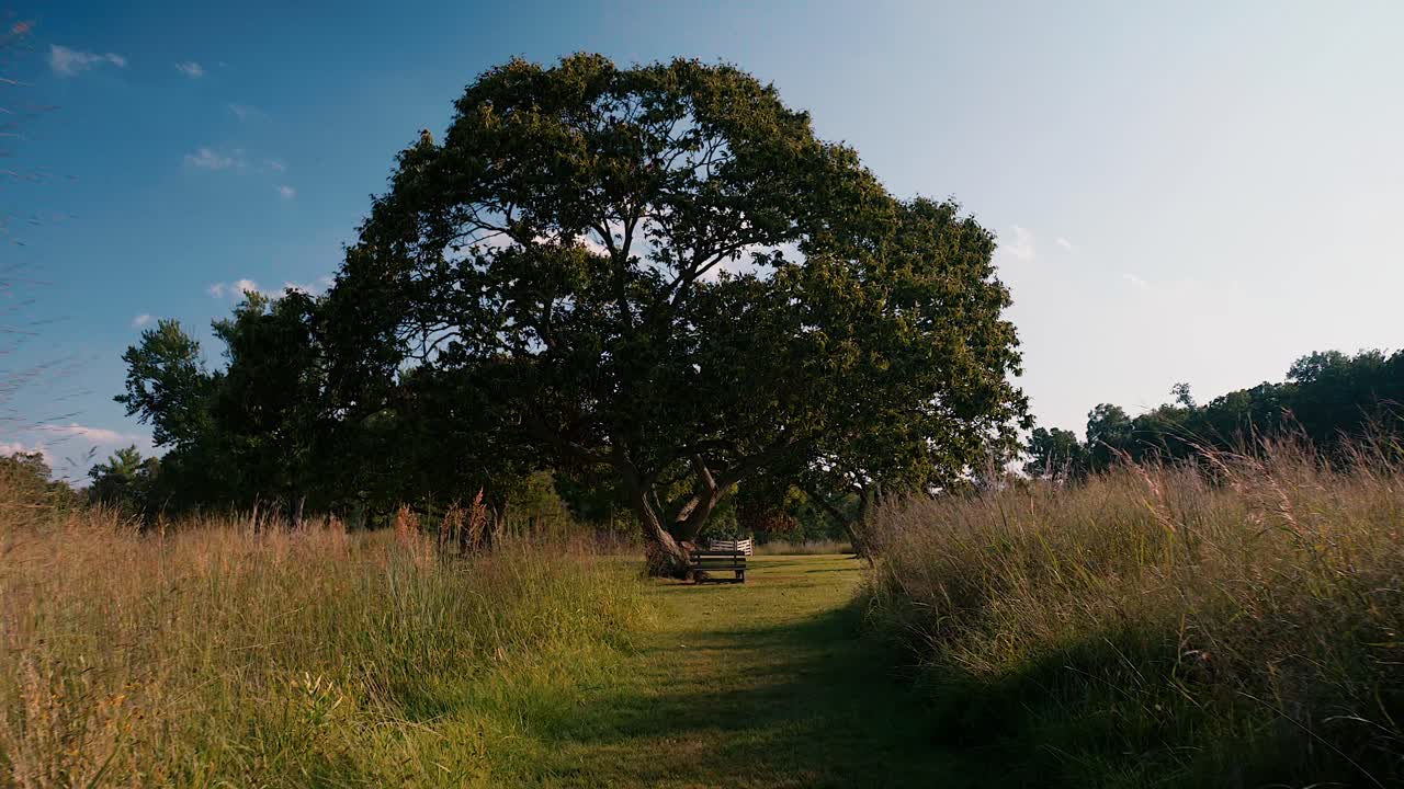 Dolly in throught field to trees next to bench at evening in historic area