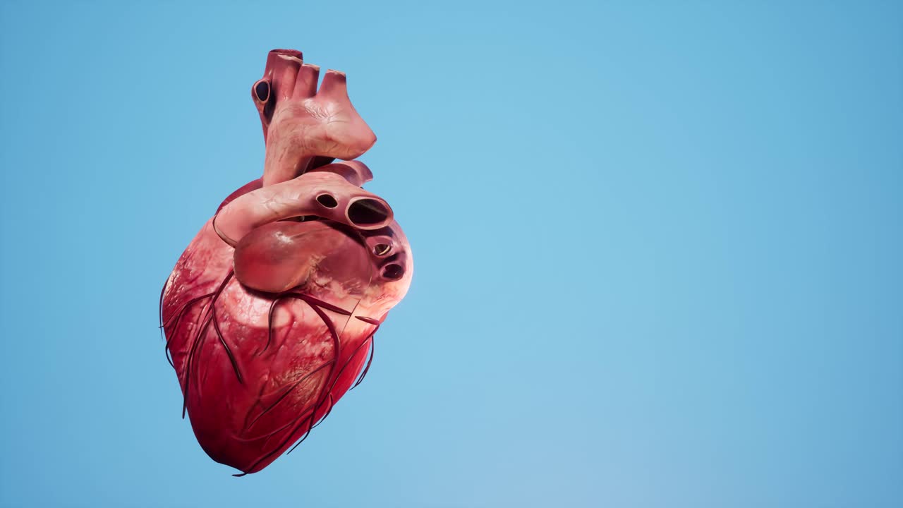 animación 3d anatómica del corazón: el músculo del corazón y la estructura de los vasos