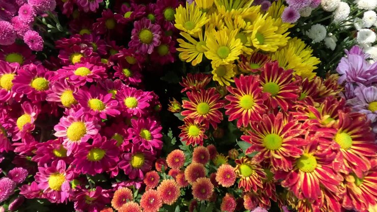 Una colorida exhibición de flores floreciendo rápidamente