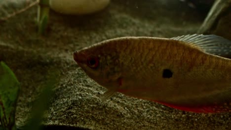 Close-up-to-a-three-spot-gourami-also-known-as-the-opaline-gourami-or-Trichopodus-trichopterus-in-an-aquarium