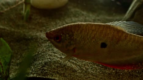 cerca de un gourami de tres manchas también conocido como el gourami opalino o trichopodus trichopterus en un acuario