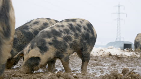 Nahaufnahme-Von-Jungen-Mangalica-Ferkeln,-Die-An-Kalten-Wintertagen-Auf-Dem-Feld-In-Gefrorenem,-Nassem-Schlamm-Graben