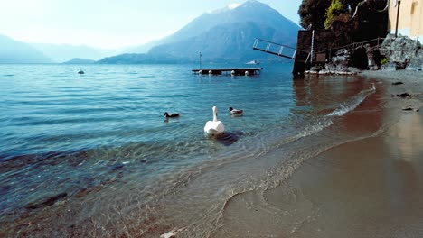 swan and ducks near the shore of lake como, varenna, italy