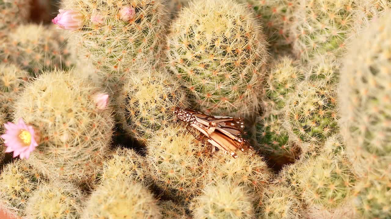 mariposa descansando en un cactus con flores en flor