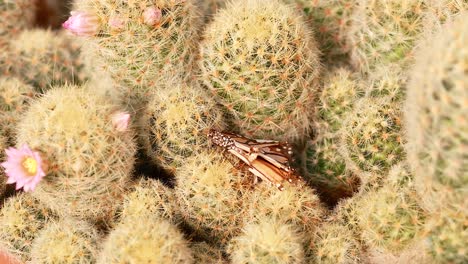 butterfly resting on cactus with blooming flowers