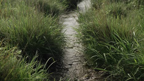 A-small,-quiet-and-calm-trickling-stream-runs-through-a-green-prairie-field-surrounded-by-grass-and-hills-on-a-warm-sunny-day-in-the-flint-hills-of-Kansas