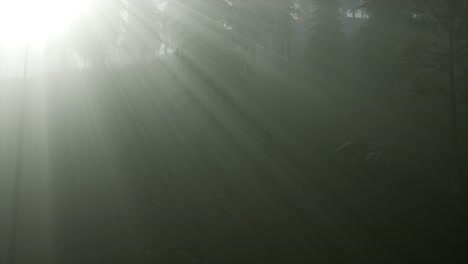 forest in autumn morning mist