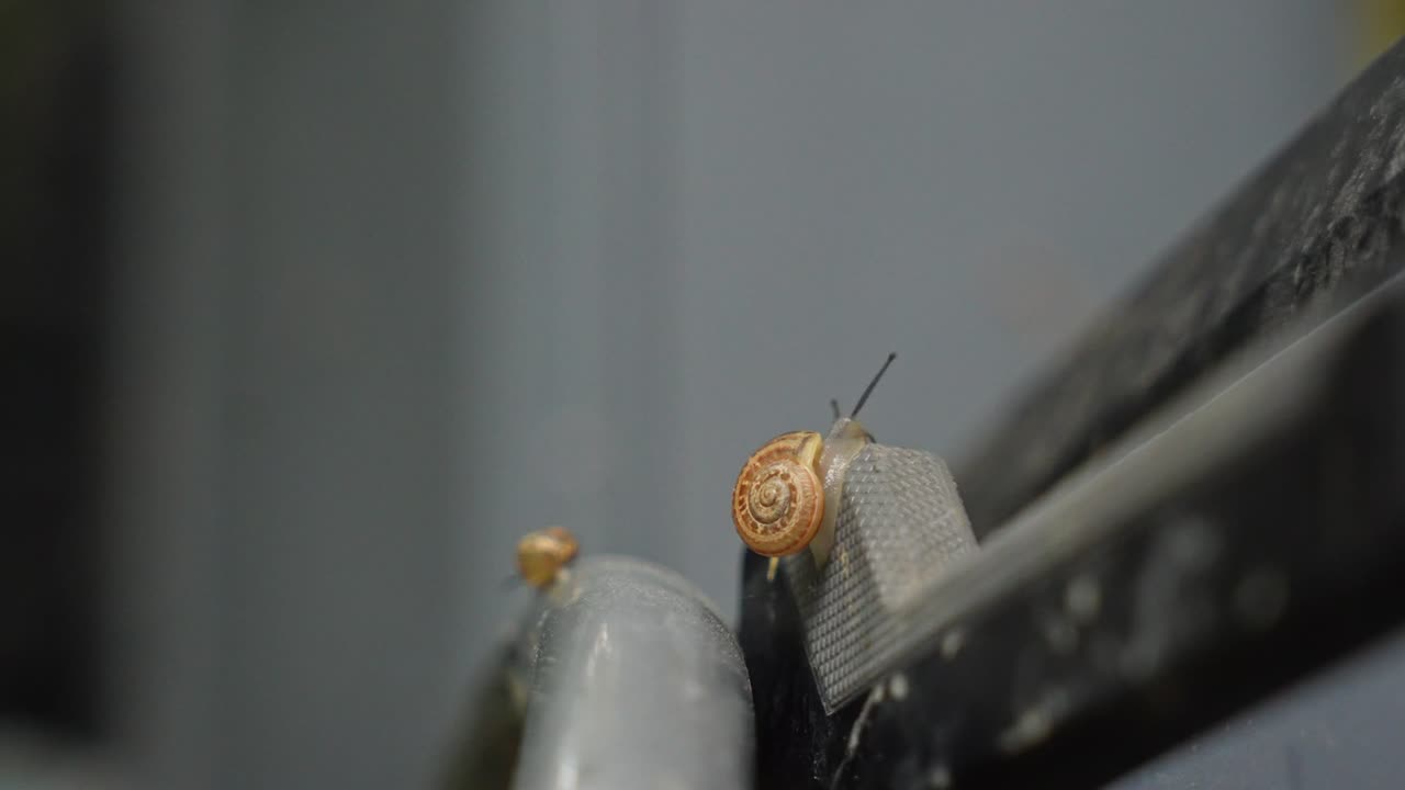 4K 50fps macro footage of a small garden snail with a brown shell. A beautiful close-up of wildlife nature with a blurred background, perfect for slow motion