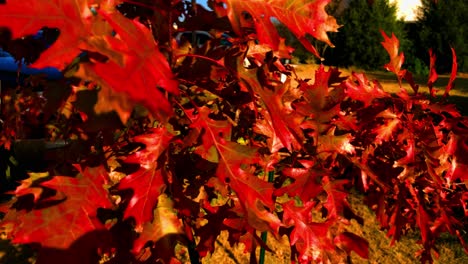 Los-Colores-Del-Otoño-Aparecen-Justo-Antes-Del-Otoño,-Las-Hojas-Del-Verano-Se-Vuelven-Rojas,-Amarillas,-Naranjas-Y-Marrones-Del-Otoño