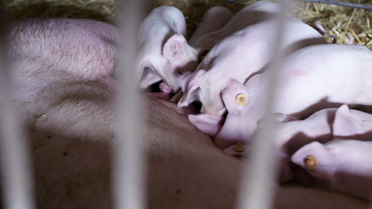 가축 농장의 돼지 돼지 농장 가축 농장 현대 농업 돼지 농장 13