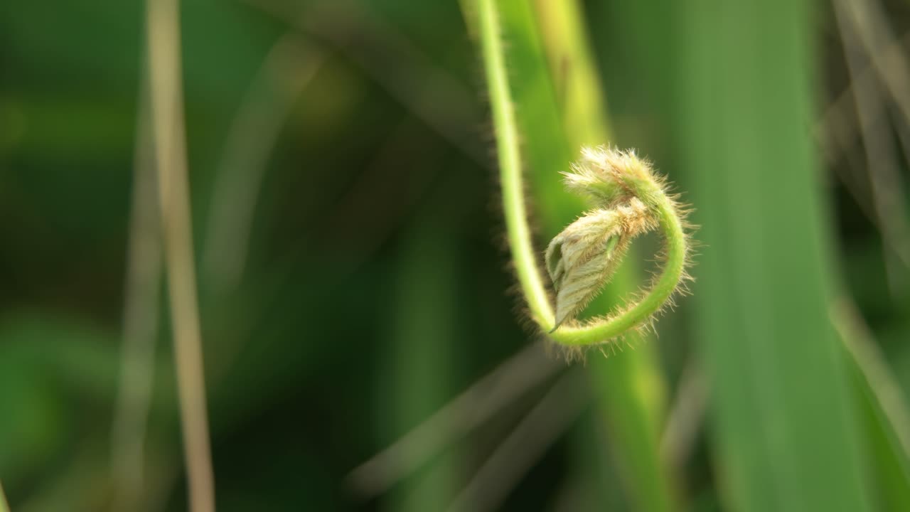 Curved grass in the wind