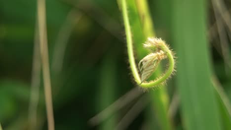 Gekrümmtes-Gras-Im-Wind