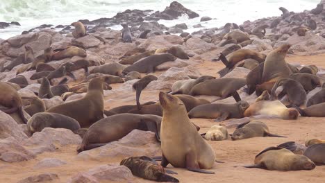 miles de focas y cachorros se reúnen en una playa atlántica en la reserva de focas de cape cross, namibia 6