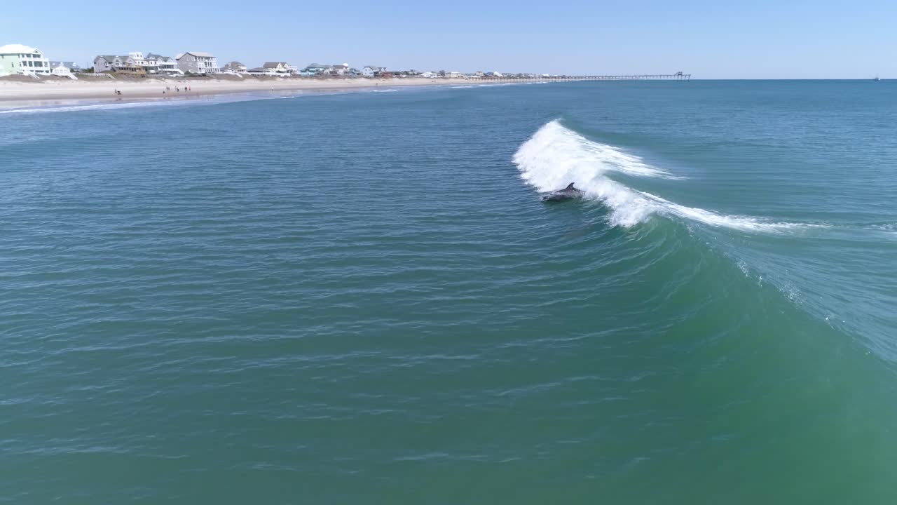 delfines surfeando olas juntos a lo largo de la costa de carolina del norte, tiro de seguimiento aéreo