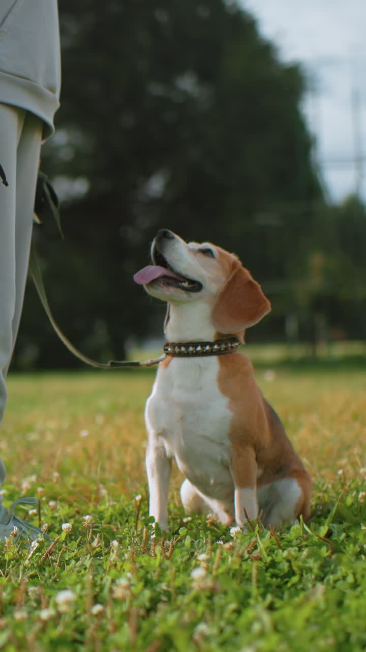 Beagle sentado atentamente junto a su dueño en césped cubierto de tréboles, mirada fija y lengua jadeante, correa y collar con tachuelas visibles, postura paciente y obediente durante la sesión de entrenamiento, parque de verano tranquilo
