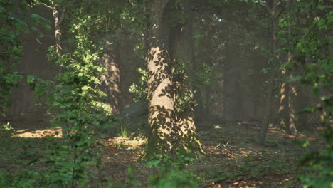 Wald-Aus-Bäumen,-Beleuchtet-Von-Sonnenstrahlen-Durch-Nebel