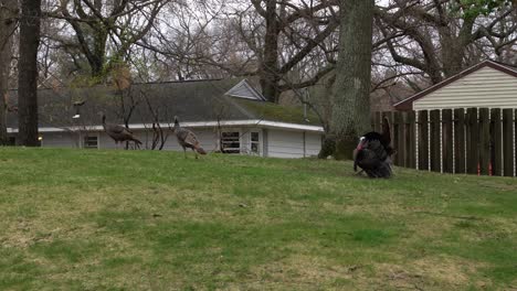 Tracking-three-turkeys-walking-through-a-grass-patch