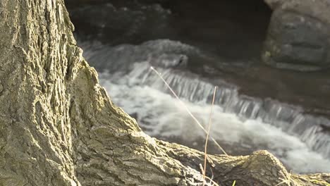 Tree-trunk-with-gushing-stream-in-background