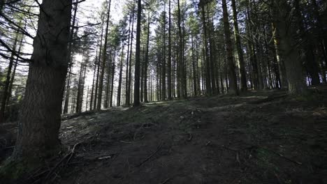 Walking-through-the-forest-at-dawn